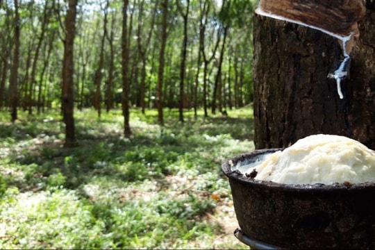 Giá cao su hôm nay 12/2/2025: Biến động trái chiều trên các sàn giao dịch châu Á, thị trường trong nước ổn định