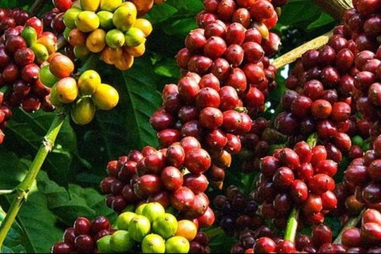 Dự báo giá cà phê ngày 13/2/2025: Nguồn cung khan hiếm, sẽ còn tăng?