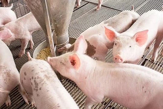 Dự báo giá heo hơi ngày 13/2/2025: Liệu có đạt mốc 75.000 đồng/kg?