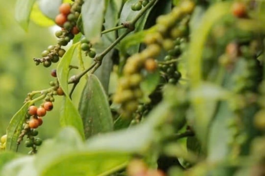 Dự báo giá tiêu ngày 13/2/2025: Đà tăng có tiếp tục bùng nổ sau khi chạm đỉnh?