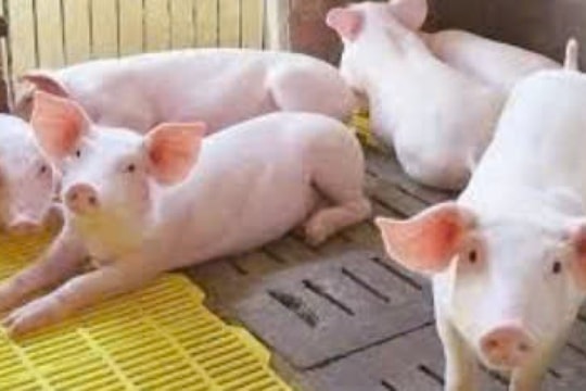 Dự báo giá heo hơi ngày 14/2/2025: Tiếp tục giữ mức cao kỷ lục?