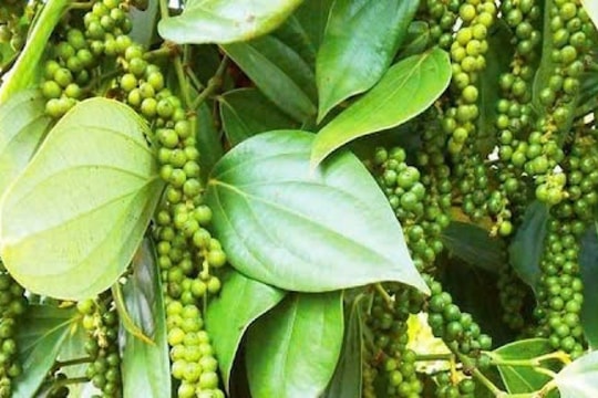 Dự báo giá tiêu ngày 14/2/2025: Xu hướng chững lại hay tiếp tục giảm?