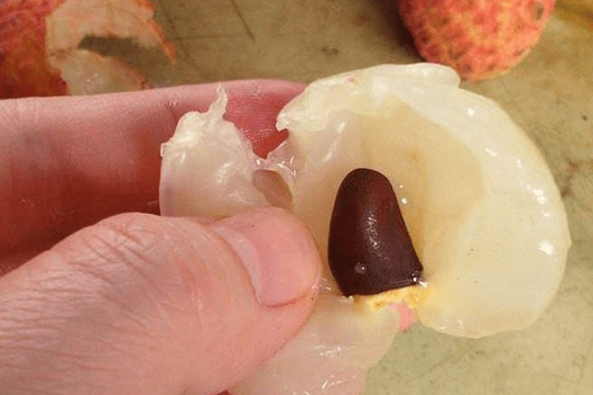 Loại hạt trong "truyền thuyết" chữa bách bệnh, nước ngoài săn lùng nhưng ở Việt Nam lại bị vứt bỏ