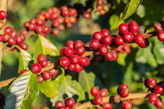 Giá cà phê hôm nay 14/2/2025: Tăng vọt lên đỉnh kỷ lục, thị trường Tây Nguyên sôi động chưa từng có