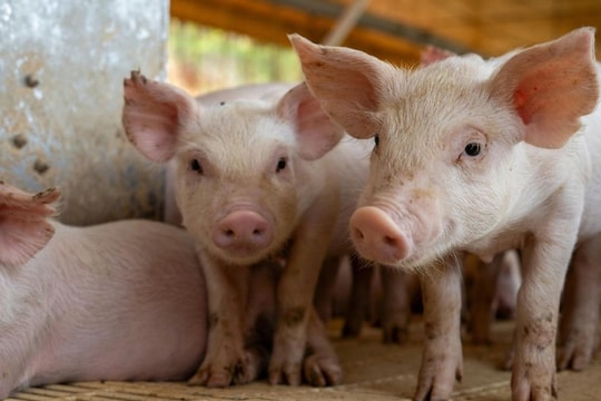 Giá heo hơi hôm nay 14/2/2025: Chững giá, các tỉnh miền Nam tiếp tục dẫn đầu cả nước
