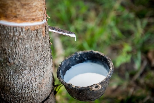 Giá cao su hôm nay 14/2/2025: Giảm xuống mức thấp nhất trong hơn một tháng tại Thái Lan