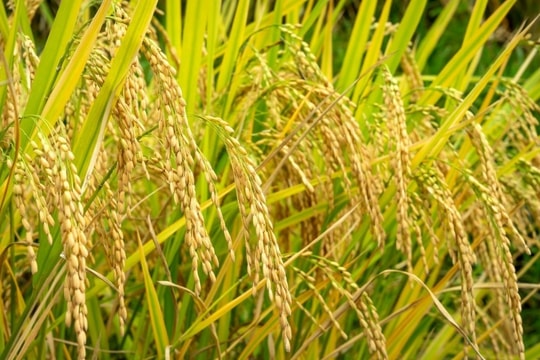 Giá lúa gạo hôm nay 14/2/2025: Điều chỉnh giảm nhẹ, FAO dự báo sản lượng gạo toàn cầu đạt kỷ lục