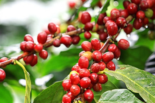 Dự báo giá cà phê ngày 16/2/2025: Xu hướng giảm tạm thời hay dấu hiệu đảo chiều?