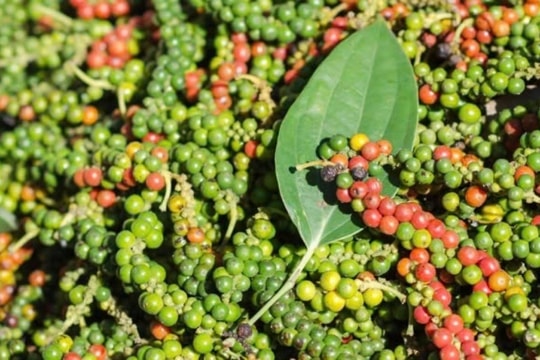 Dự báo giá tiêu ngày 16/2/2025: Đà giảm có tiếp tục hay sẽ ổn định?