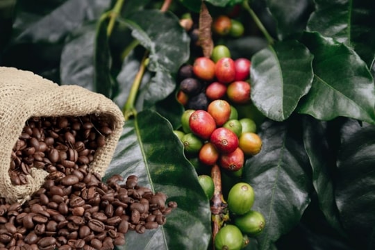 Giá cà phê hôm nay 15/2/2025: “Quay xe” sau chuỗi ngày tăng cao, cà phê Arabica được xuất khẩu kỷ lục