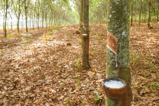 Giá cao su hôm nay 15/2/2025: Thị trường trở lại đà tăng, Thái Lan ngược chiều giảm mạnh