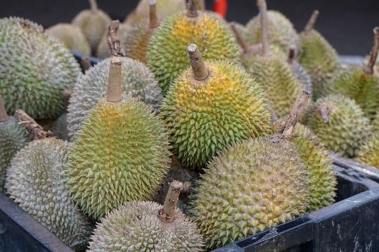 Giá sầu riêng hôm nay 16/2/2025: Thị trường ổn định, một số kho thu mua trở lại