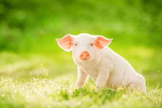 Giá heo hơi hôm nay 16/2/2025: Biến động khó lường, giá heo quay đầu tăng cuối tuần