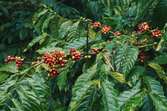 Dự báo giá cà phê ngày 17/2: Đà giảm tiếp tục hay đã chạm đáy?