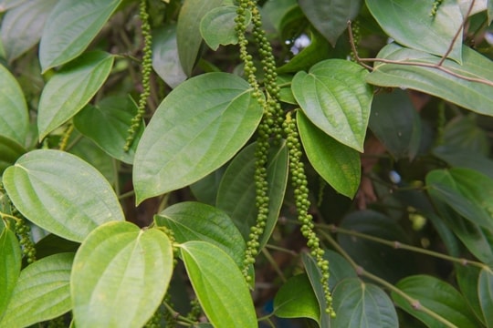 Giá tiêu hôm nay 17/2/2025: Tăng tuần thứ hai liên tiếp, giữ vững mức cao đầu tuần