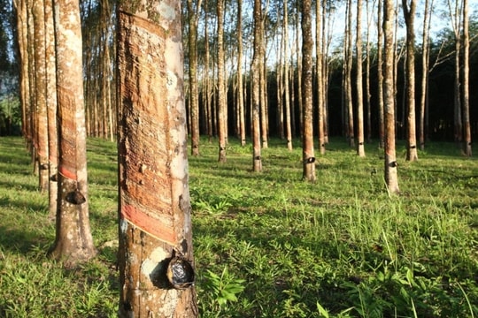 Giá cao su hôm nay 17/2/2025: Đầu tuần khởi sắc, thị trường tiếp tục hồi phục