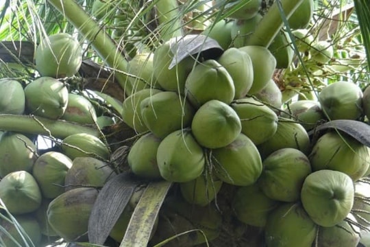 Một loại quả "hái ra tiền" của Việt Nam được cả thế giới ưa chuộng, Trung Quốc ráo riết "chốt đơn"