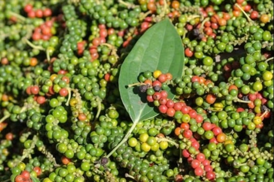 Giá hồ tiêu Đắk Nông cao nhất cả nước: Sự thật về mức giá “trên trời” khiến ai cũng bất ngờ