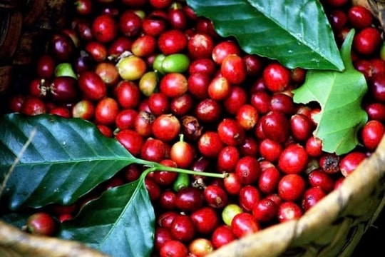 Dự báo giá cà phê ngày mai 18/2: Đà tăng có kéo dài?