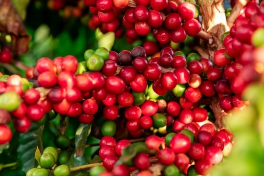 Giá cà phê hôm nay 18/2/2025: Tăng nhẹ, thị trường sôi động trở lại