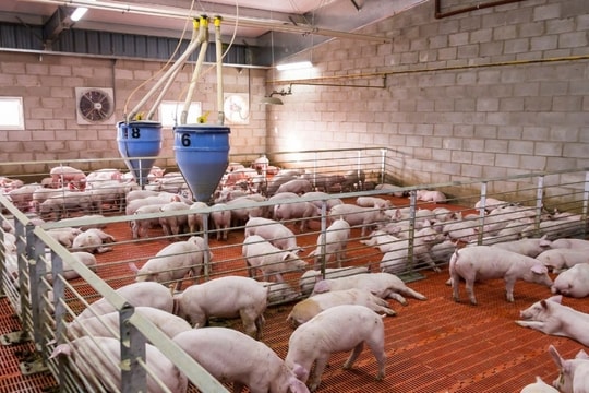 Giá heo hơi hôm nay 18/2/2025: Miền Bắc giảm, miền Nam tiếp tục tăng thẳng đứng