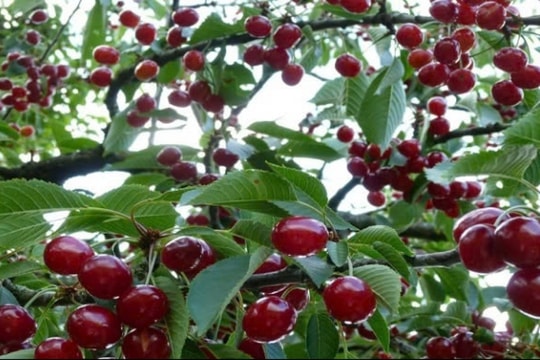 "Trái cây quý tộc" bất ngờ giảm sốc, rao bán chợ Việt rẻ chưa từng thấy: Liệu có đáng tin?