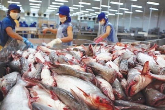 Trung Quốc "đổ xô" mua thủy sản Việt Nam đầu năm 2025: Liệu đây có phải tín hiệu đáng mừng?