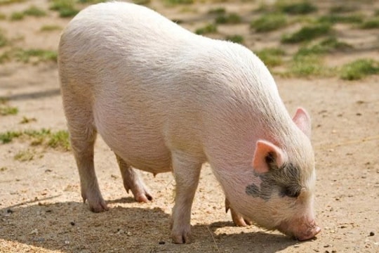 Giá heo hơi hôm nay 19/2/2025: Tiếp tục tăng nóng, liệu có lập đỉnh mới?