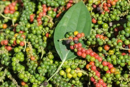 Dự báo giá tiêu ngày 20/2/2025: Liệu đà tăng có tiếp tục khi nông dân găm hàng?