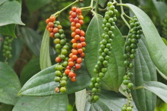 Dự báo giá tiêu ngày 21/2/2025: Đà tăng liệu có tiếp diễn khi nguồn cung vẫn khan hiếm?