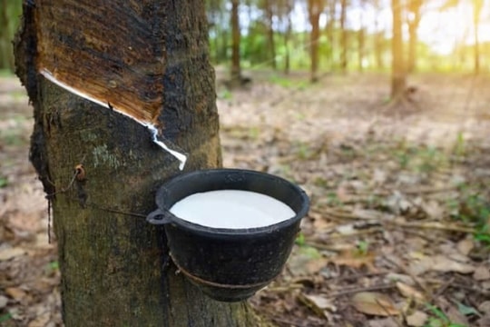 Bùng nổ xuất khẩu cao su: Malaysia "vung tiền" mạnh tay, doanh nghiệp Việt hưởng lợi lớn!