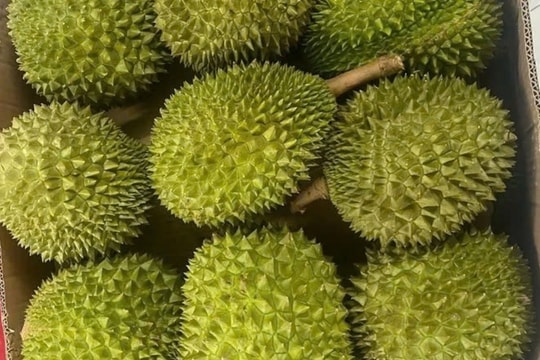 Giá sầu riêng hôm nay 21/2/2025: Tăng trở lại do nguồn cung khan hiếm, xuất khẩu phục hồi