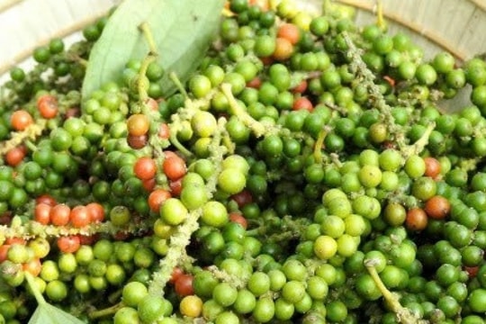 Dự báo giá tiêu ngày 22/2/2025: Đà ổn định kéo dài, thị trường có tiếp tục giữ vững?