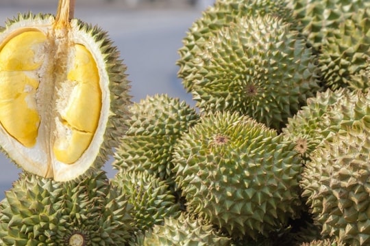 Giá sầu riêng hôm nay 23/2/2025: Tạm thời ổn định, xuất khẩu sang Trung Quốc giảm mạnh