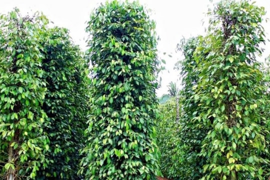 Mặt hàng "bạc tỷ" của Việt Nam âm thầm khuấy đảo thị trường, giá xuất khẩu lập đỉnh