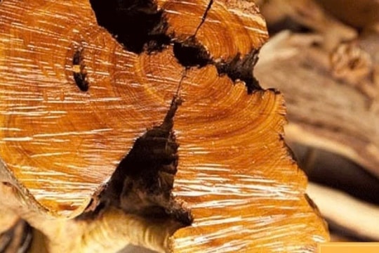 Thứ gỗ "vương mộc" có giá trị hơn vàng, ở Việt Nam trồng la liệt mới là lạ