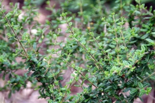 Thứ cỏ mọc ven đường tại Việt Nam nhưng giá trị triệu đô, được cả thế giới "săn lùng" vì chữa được bách bệnh