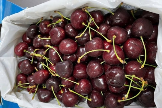 Từng là “ông hoàng” trái cây nhập khẩu, cherry Chile giờ chỉ ngang cam Việt