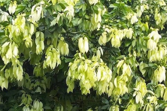 Cây dại hóa "mỏ vàng" giúp nông dân miền Tây hái lá đếm tiền, tiềm năng xuất khẩu rất cao ra thị trường khu vực