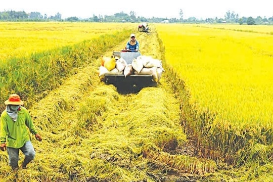 Giá lúa gạo hôm nay 25/2/2025: Lúa gạo giữ đỉnh, xuất khẩu vẫn “cháy hàng”, nông dân sắp trúng lớn?