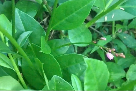 Tưởng chỉ là rau ăn, loại sâm này có giá trị hàng trăm triệu đồng: "Mỏ vàng" mới của nhà nông