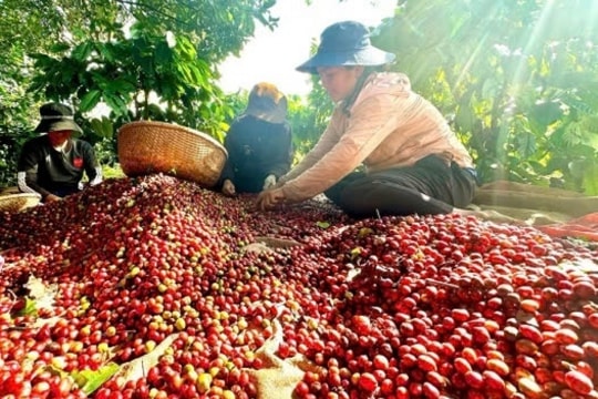 Cà phê Brazil khan hiếm, giá cà phê Việt Nam liệu có 'bùng nổ'?