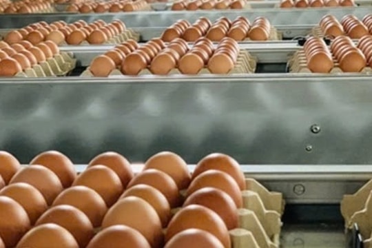 Trứng gà Việt rớt giá kỷ lục, nông dân lỗ nặng: Bài toán nào cho thị trường và doanh nghiệp?