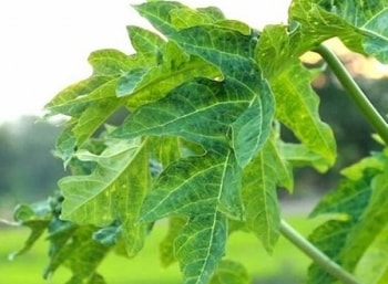 Loại lá được người Mexico tôn là "thần dược" lại được trồng phổ biến ở Việt Nam, kiểm soát rất tốt bệnh tiểu đường