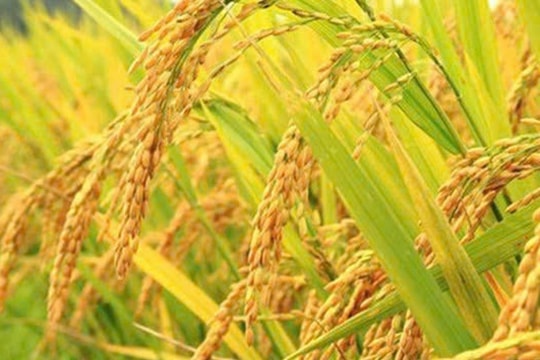 Thị trường toàn cầu biến động, giá gạo xuất khẩu của Việt Nam đối mặt nhiều thách thức