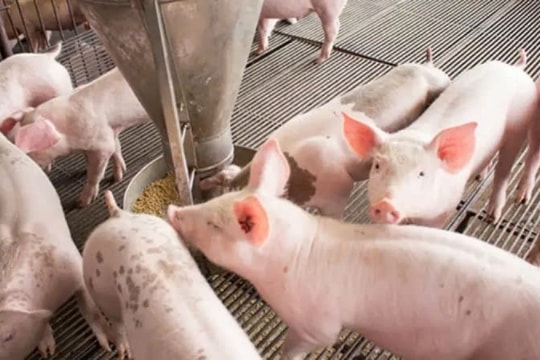 Dự báo giá heo hơi ngày 27/2/2025: Có thể chạm mốc 80.000 đồng/kg?