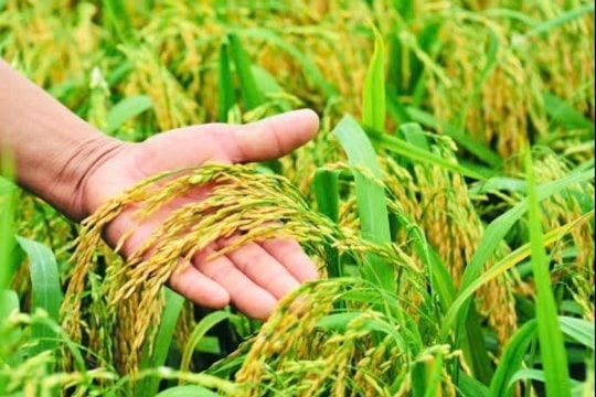 Giá lúa gạo hôm nay 27/2/2025: Một số loại biến động nhẹ, giá xuất khẩu tiếp tục giảm