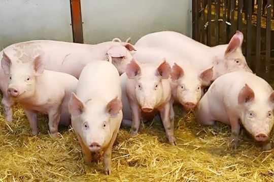 Dự báo giá heo hơi ngày 28/2/2025: Khả năng sẽ "thủng" mốc 80.000 đồng/kg?