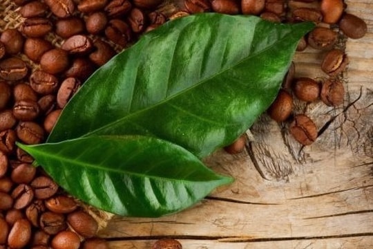 Dự báo giá cà phê ngày 28/2/2025: Thị trường suy yếu, sẽ còn giảm sâu?