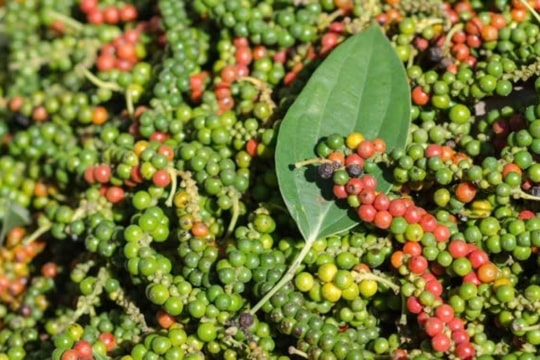 Dự báo giá tiêu ngày 28/2/2025: Giá tiêu đang ở vùng đáy, liệu có cơ hội phục hồi?